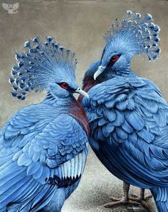 Victoria Crowned Pigeon coloring #15, Download drawings