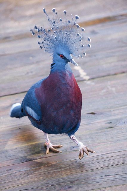 Victoria Crowned Pigeon svg #12, Download drawings