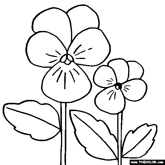 Pansy coloring #4, Download drawings