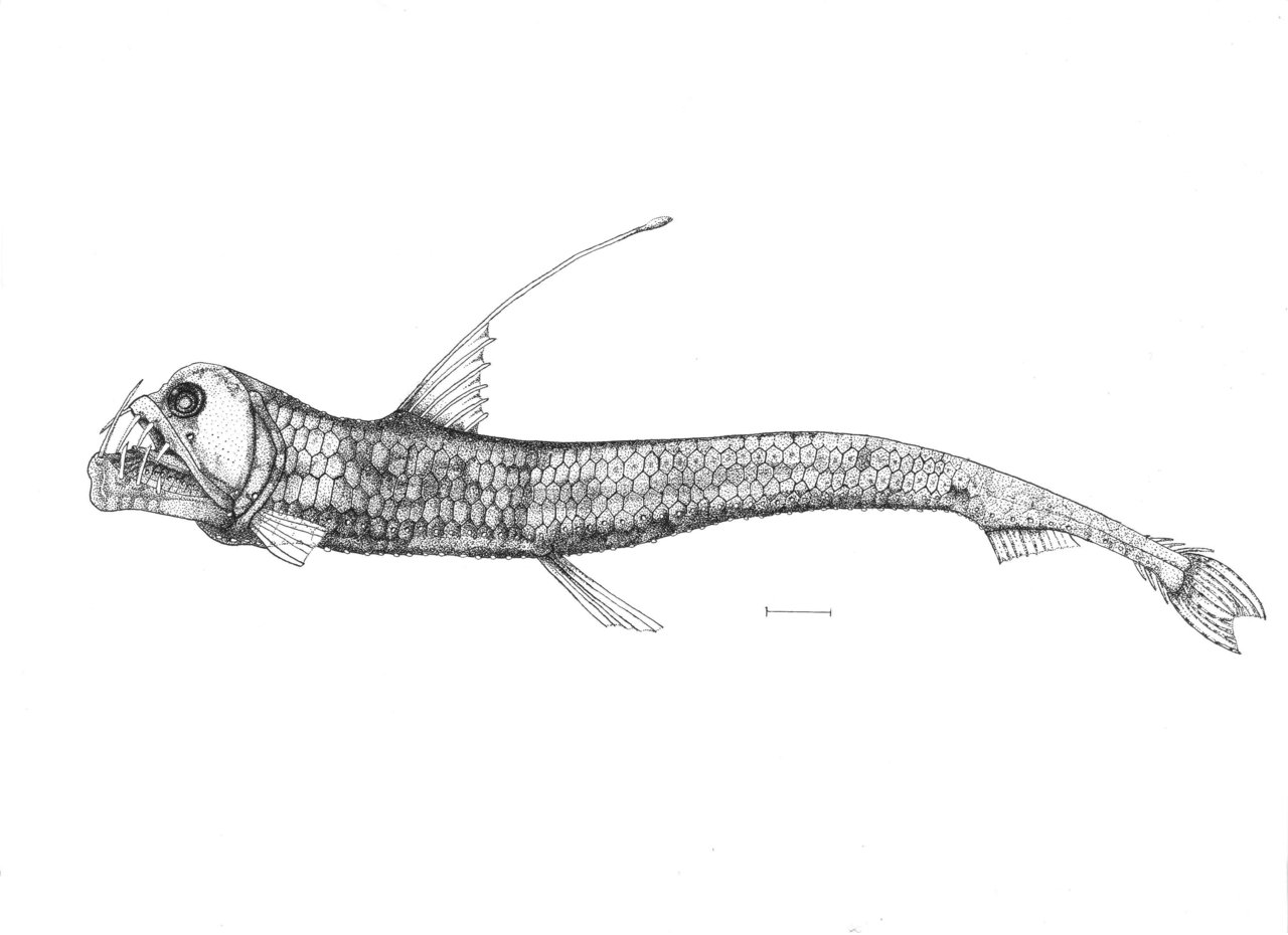 Viperfish clipart #2, Download drawings