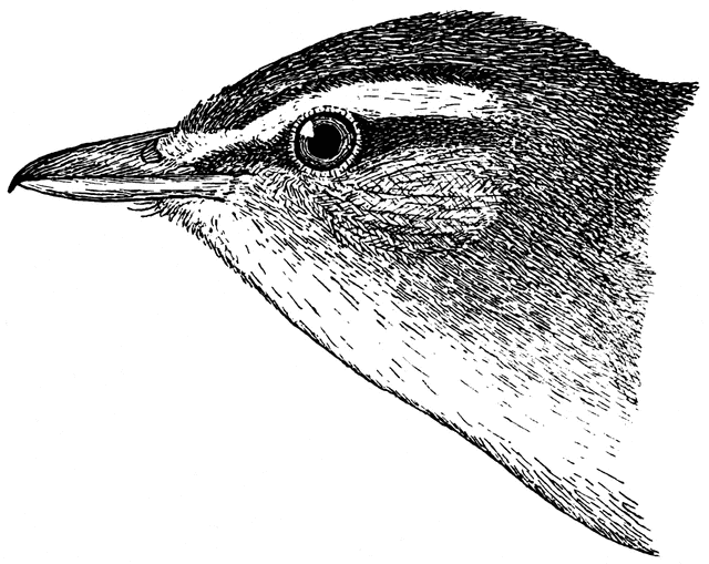 Vireo clipart #3, Download drawings