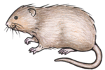 Vole clipart #20, Download drawings