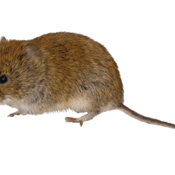 Vole clipart #2, Download drawings