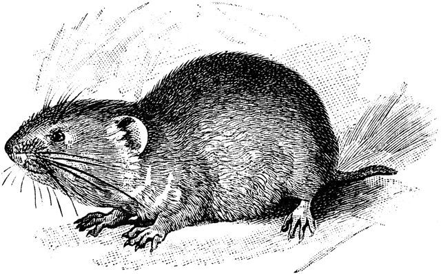 Vole clipart #14, Download drawings