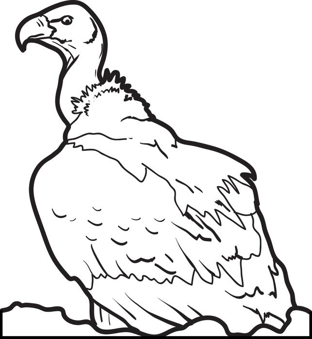Vulture coloring #8, Download drawings