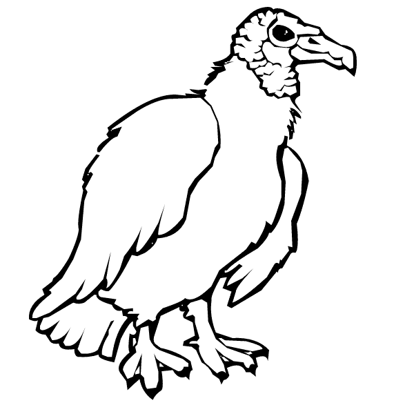 Vulture coloring #11, Download drawings
