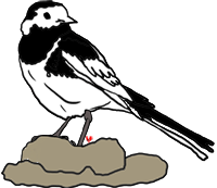 Wagtail clipart #12, Download drawings