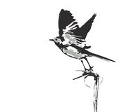 Wagtail clipart #7, Download drawings