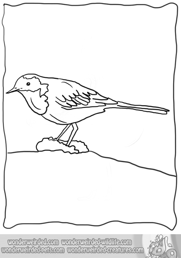 Wagtail clipart #1, Download drawings