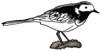 Wagtail clipart #20, Download drawings