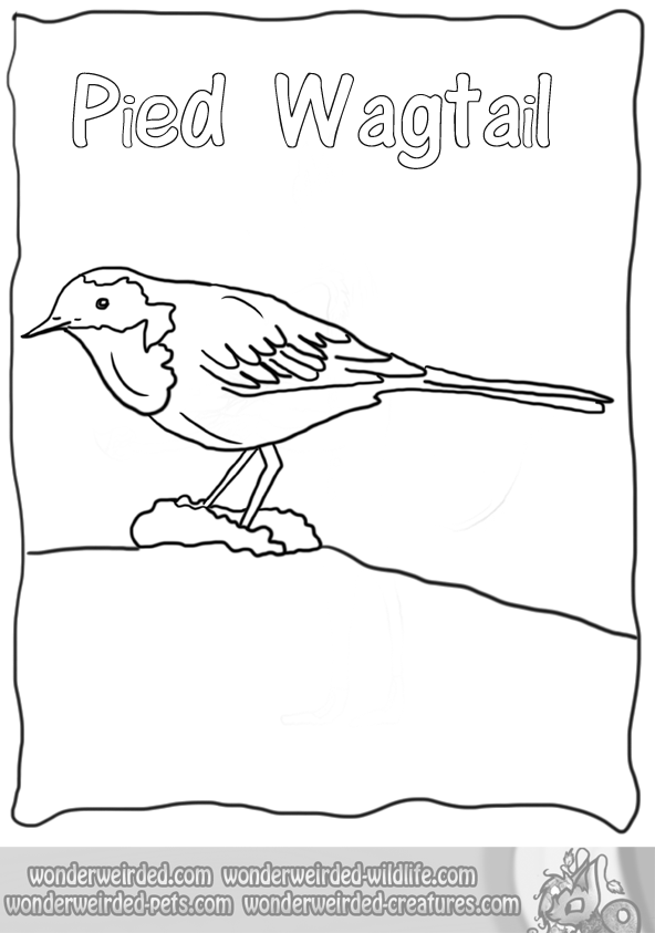 Wagtail coloring #17, Download drawings
