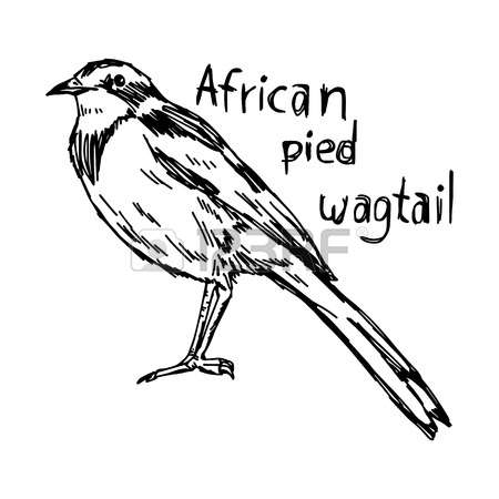 Wagtail coloring #11, Download drawings