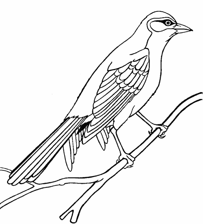 Wagtail coloring #7, Download drawings