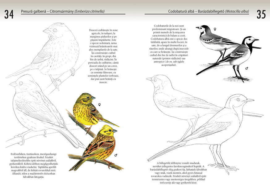 Wagtail coloring #16, Download drawings