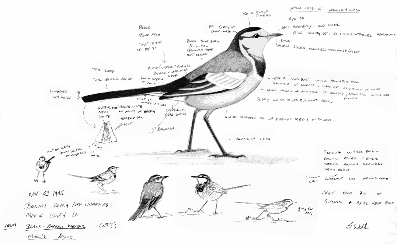 Wagtail coloring #8, Download drawings