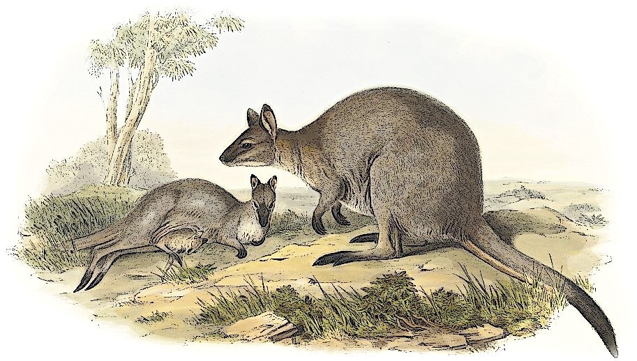 Wallaby clipart #6, Download drawings