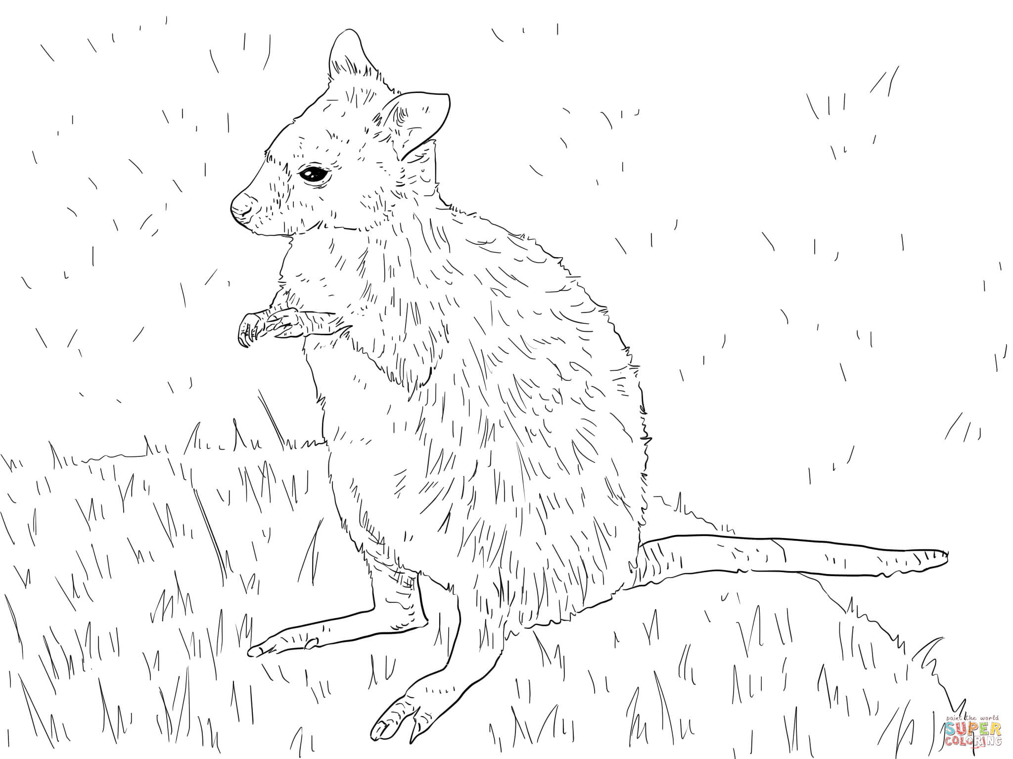Wallaby coloring #1, Download drawings