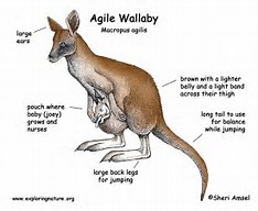 Wallaby coloring #10, Download drawings
