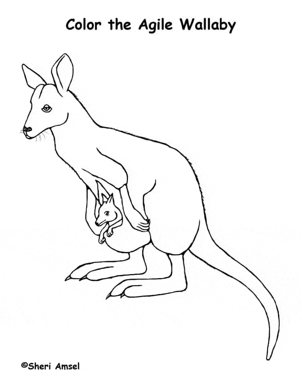 Wallaby coloring #13, Download drawings