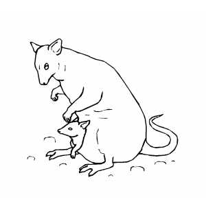 Wallaby coloring #16, Download drawings
