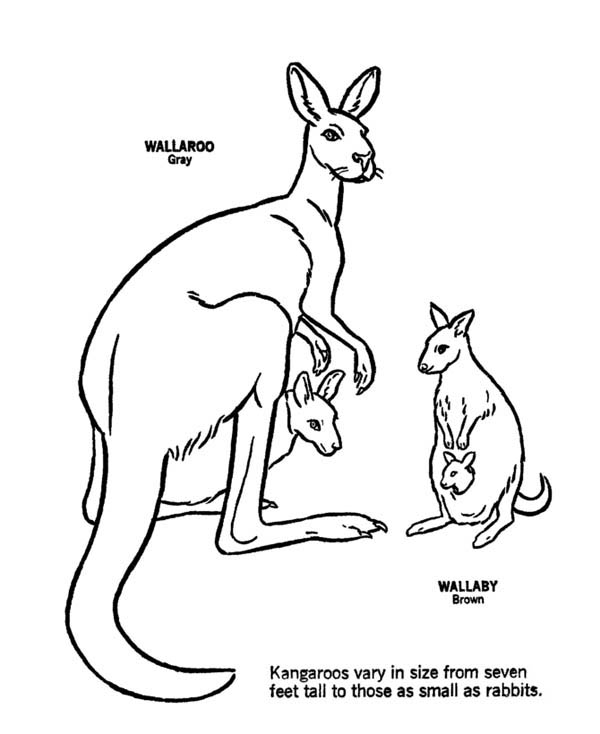 Wallaby coloring #20, Download drawings