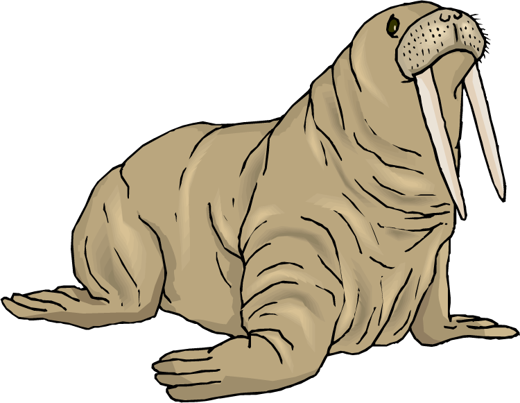 Walrus clipart #16, Download drawings