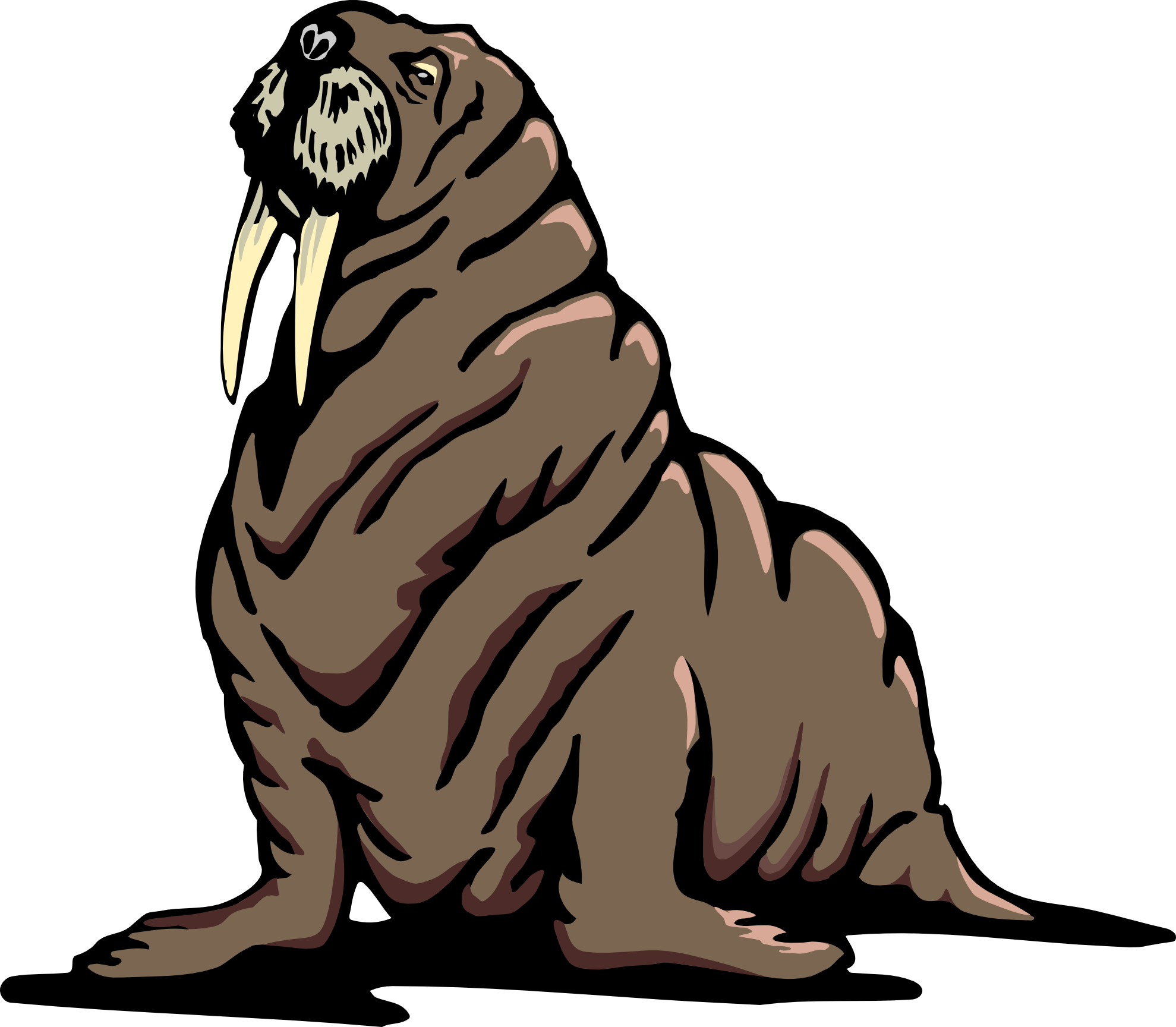 Walrus clipart #19, Download drawings