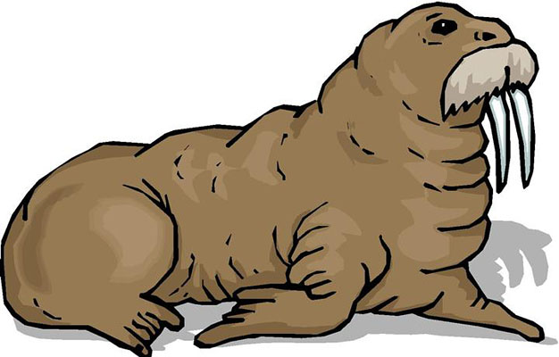 Walrus clipart #18, Download drawings