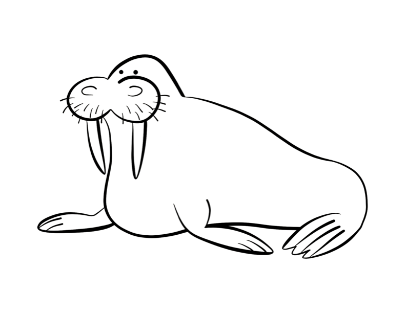 Walrus coloring #5, Download drawings