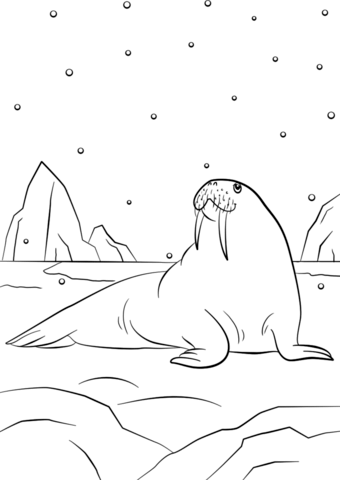 Walrus coloring #7, Download drawings