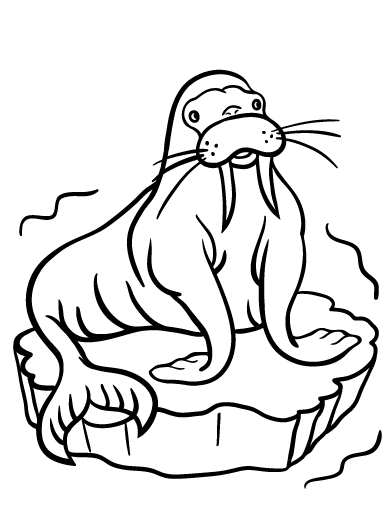 Walrus coloring #8, Download drawings