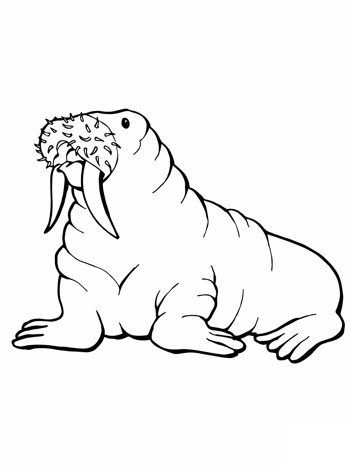Walrus coloring #11, Download drawings