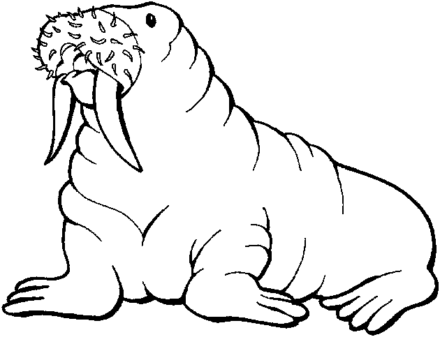 Walrus coloring #4, Download drawings