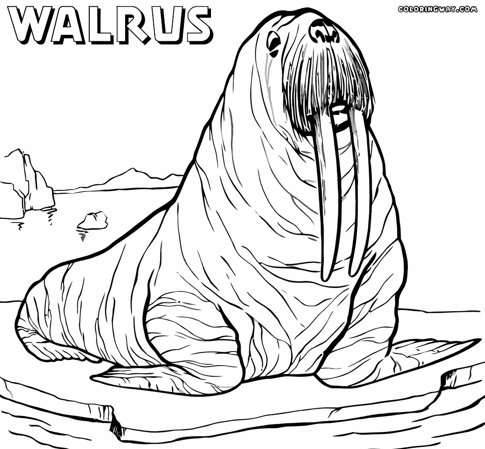 Walrus coloring #3, Download drawings