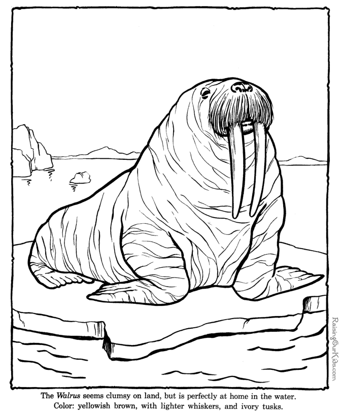 Walrus coloring #1, Download drawings