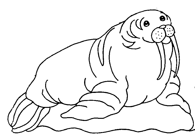 Walrus coloring #17, Download drawings