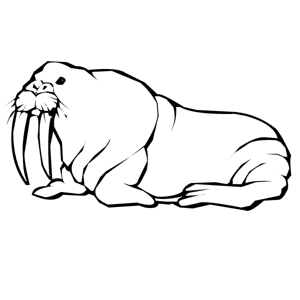 Walrus coloring #16, Download drawings