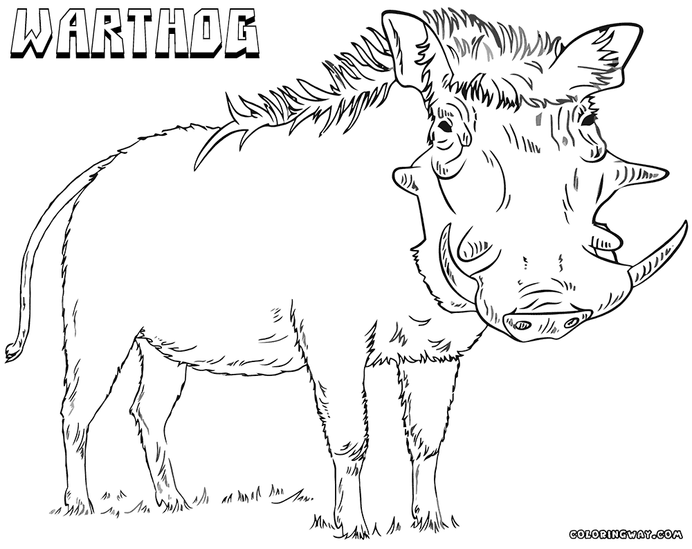Warthog coloring #1, Download drawings