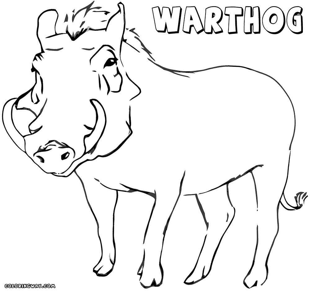 Warthog coloring #2, Download drawings