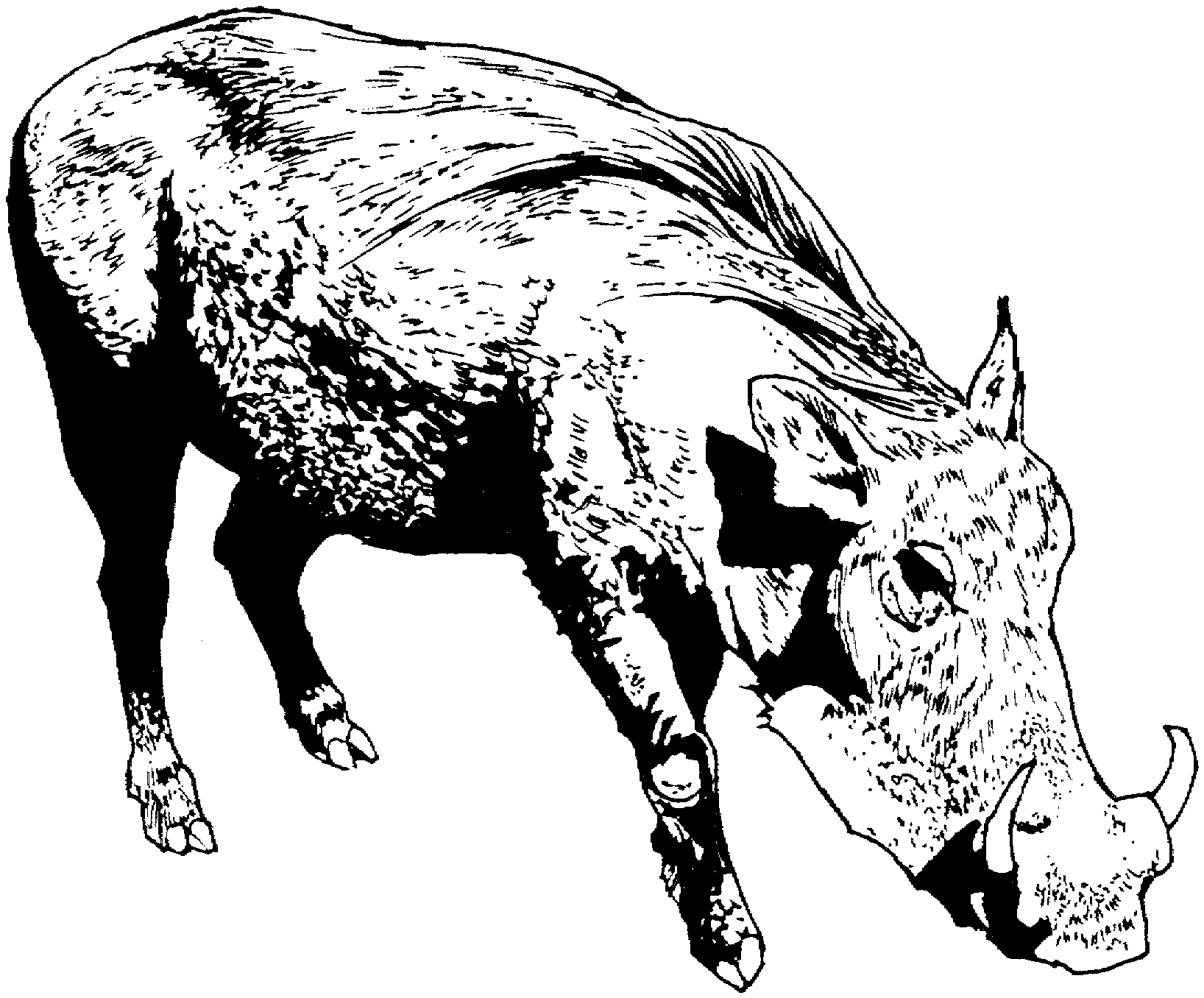 Warthog coloring #9, Download drawings
