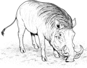 Warthog coloring #4, Download drawings