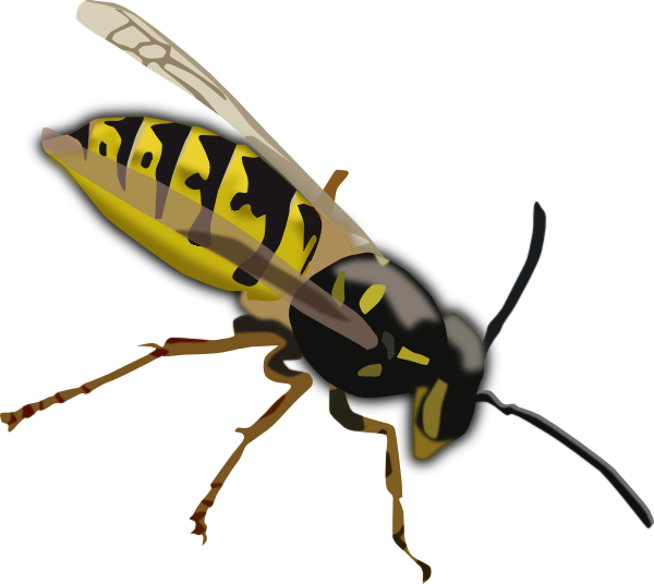Wasp clipart #19, Download drawings