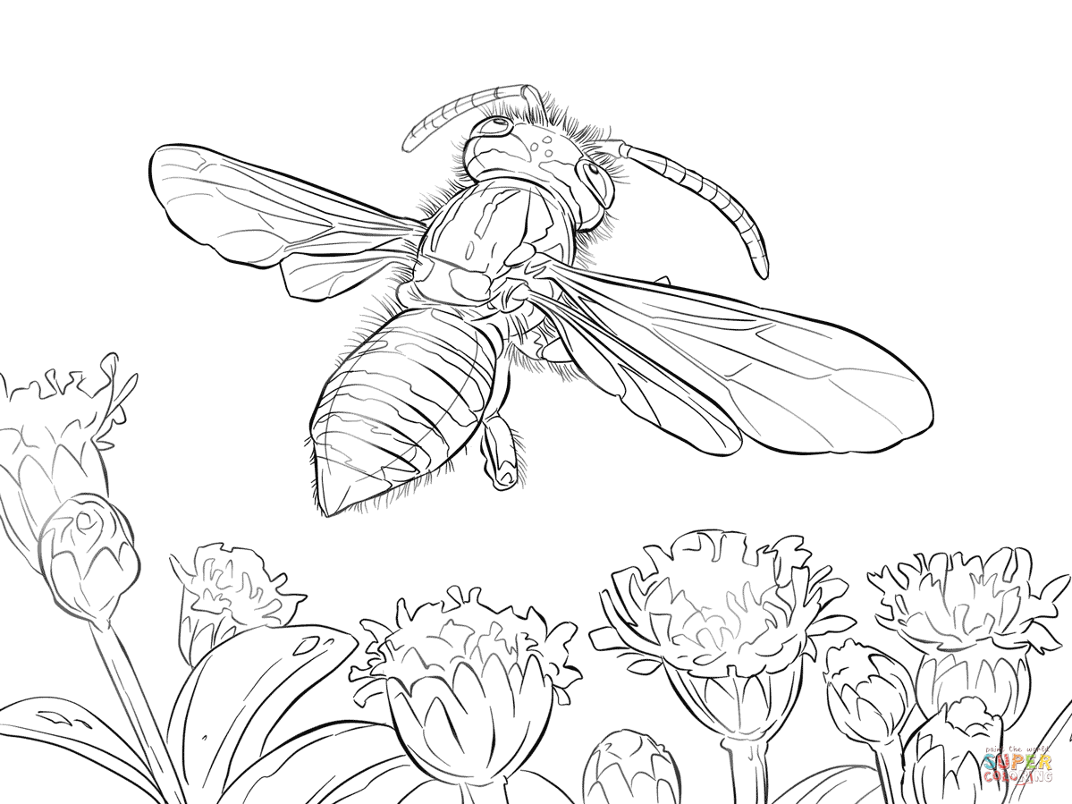 Wasp coloring #18, Download drawings
