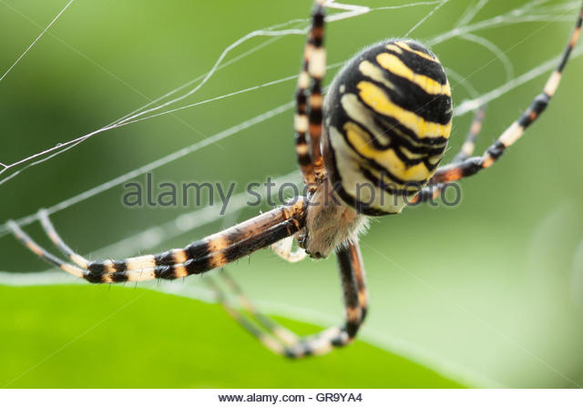 Wasp Spider coloring #12, Download drawings