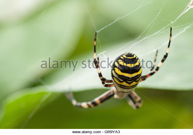 Wasp Spider coloring #11, Download drawings