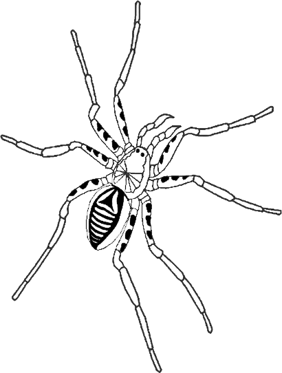 Wasp Spider coloring #17, Download drawings