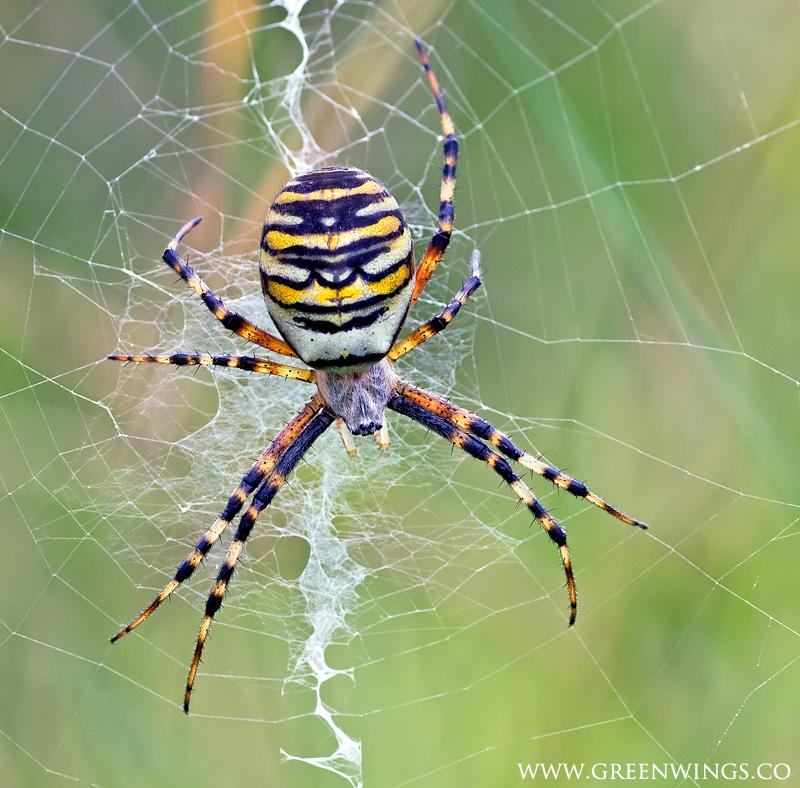 Wasp Spider coloring #5, Download drawings