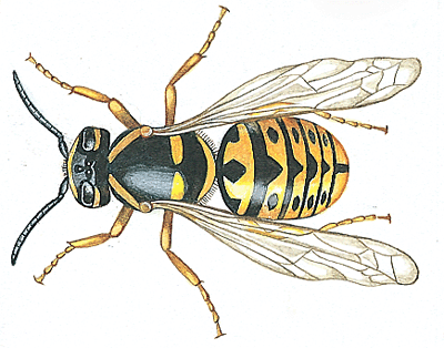 Wasp svg #1, Download drawings