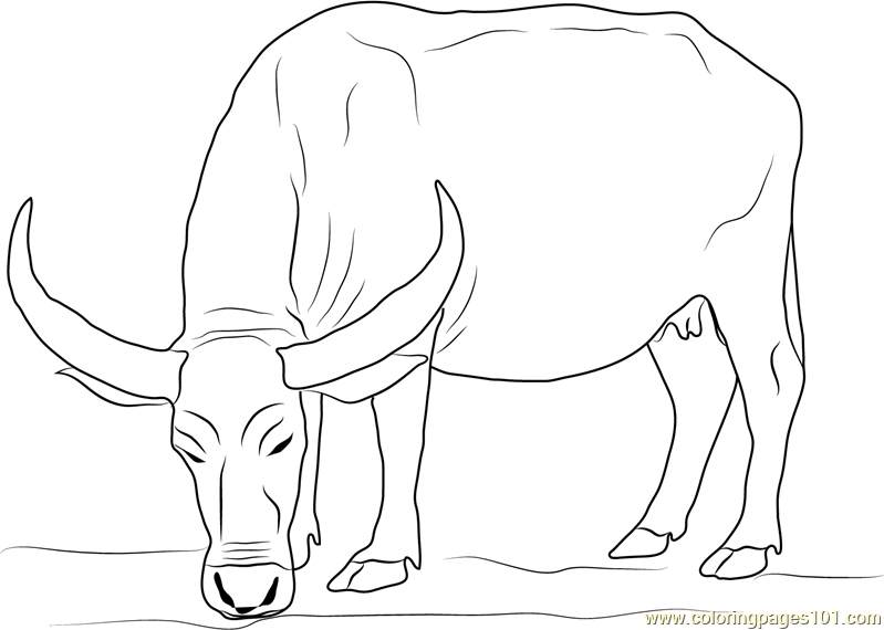 Water Buffalo coloring #14, Download drawings