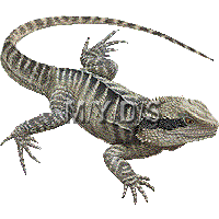 Water Dragon clipart #5, Download drawings